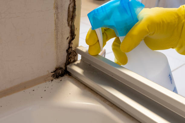 Best Emergency Mold Remediation in Newport, RI